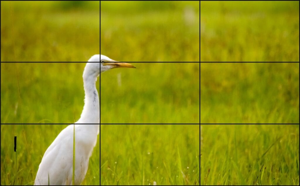 Garza blanca en un campo, situada en el tercio izquierdo del encuadre para ilustrar la regla de los tercios